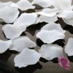 Płatki róż białe MEGA PAKA 500 sztuk